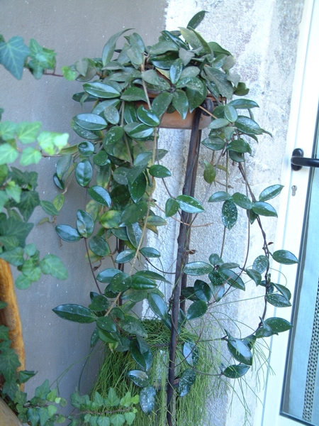 Hoya sp. / Fiore di cera (pianta coltivata)